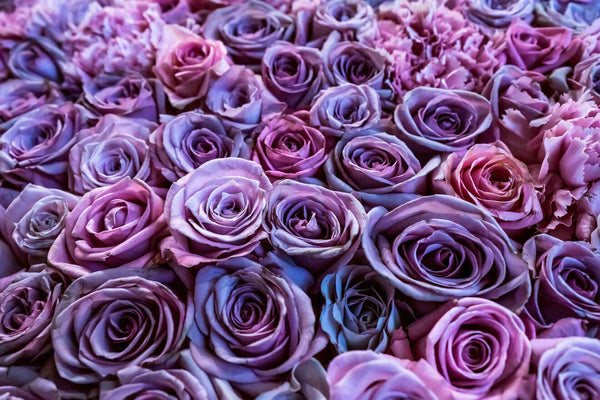 What do purple roses mean? Purple roses symbolism